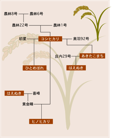 お米の家系図